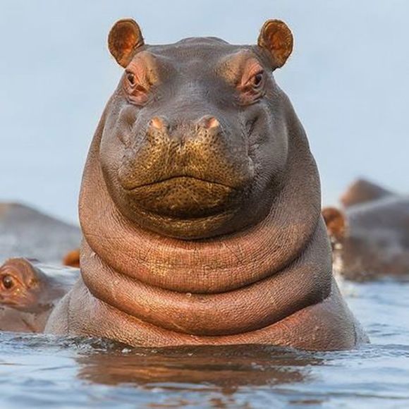 Meet your Posher, Josh - Picture 1 of 1